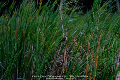 Yellow-vented Bulbul