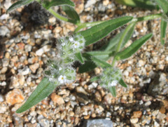 Cryptantha muricata