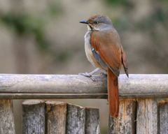 Cichladusa arquata