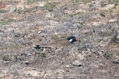 Red-wattled Lapwing