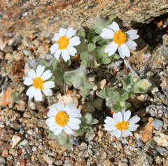 Eriophyllum wallacei rubellum