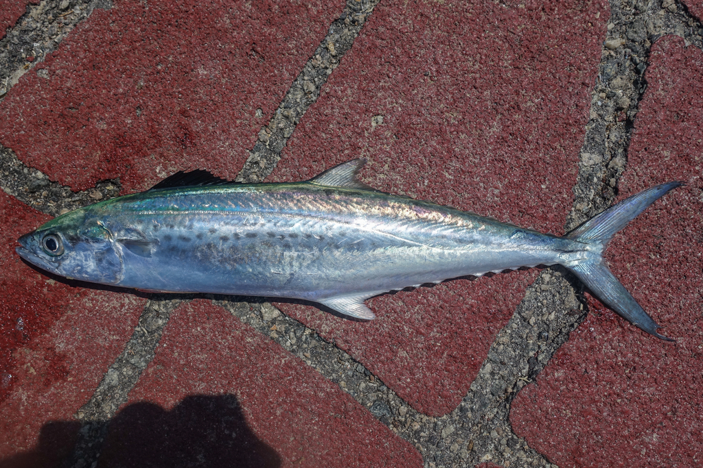 Indo-Pacific king mackerel (Scomberomorus guttatus) — Scombridae