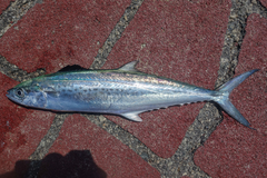 Indo-Pacific King Mackerel photo 1