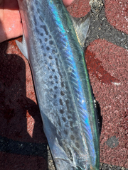 Indo-Pacific King Mackerel photo 4