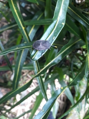 Dinidor impicticollis