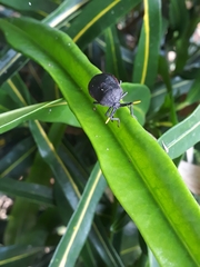 Dinidor impicticollis