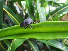 Dinidor impicticollis