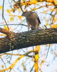Accipiter cooperii