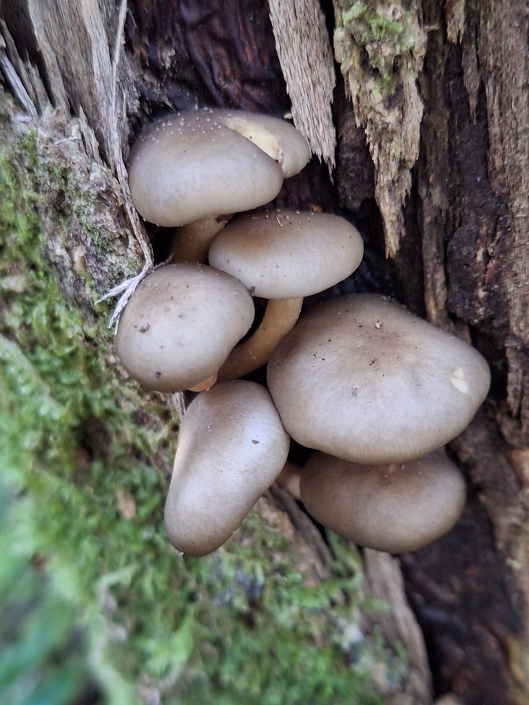 Armillaria novae-zelandiae · April 2026 · photo: © heidimeudt (iNaturalist, cc-by)