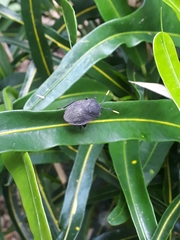 Dinidor impicticollis