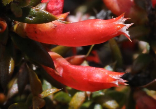 Styphelia epacridis