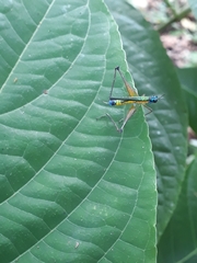 Eumastax