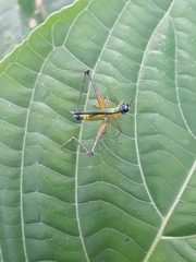 Eumastax