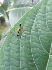 Eumastax