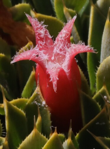 Styphelia compacta