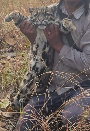Mainland Clouded Leopard