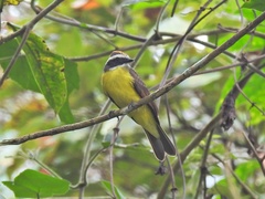 Myiozetetes cayanensis