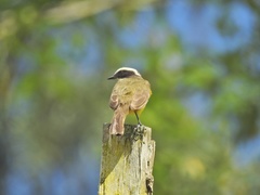Myiozetetes cayanensis
