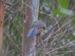 Ortalis columbiana