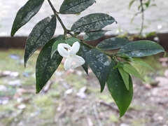 Faramea uniflora