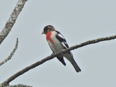 Pheucticus ludovicianus