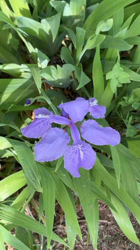 wall iris