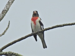 Pheucticus ludovicianus