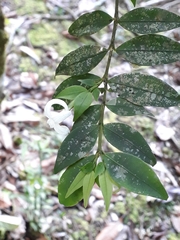 Faramea uniflora