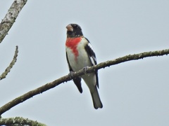 Pheucticus ludovicianus