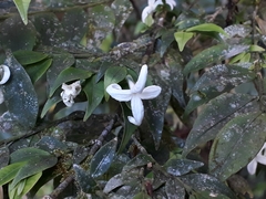 Faramea uniflora