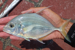 Longnose Trevally photo 1