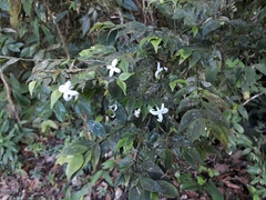 Faramea uniflora