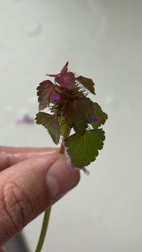 red deadnettle