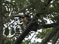 Pteroglossus torquatus
