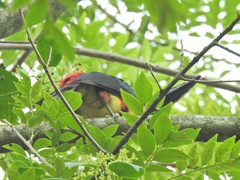 Pteroglossus torquatus