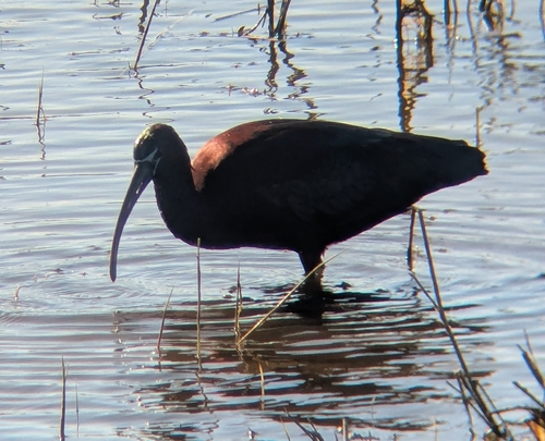 iNaturalist: (c) goodflow, some rights reserved (CC BY-NC) iNaturalist image