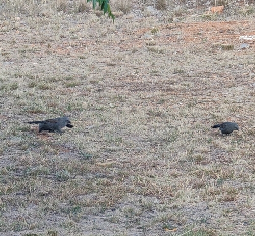 Apostlebird