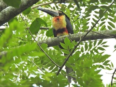 Pteroglossus torquatus