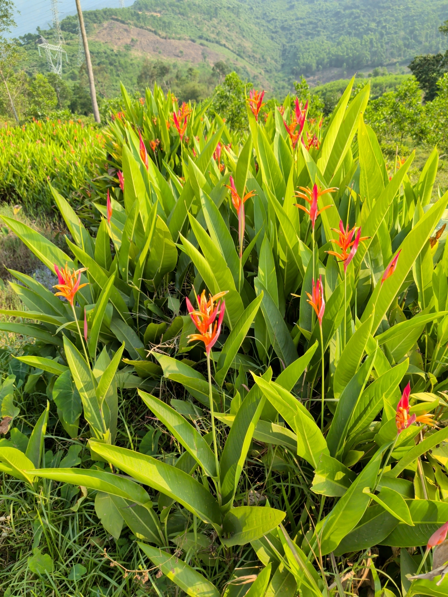 Mỏ két — ảnh 3