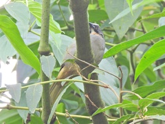 Saltator maximus