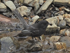 Sayornis nigricans