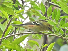 Setophaga castanea