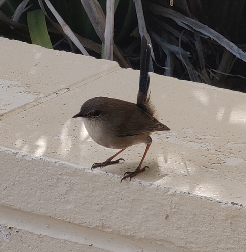 Superb Fairywren