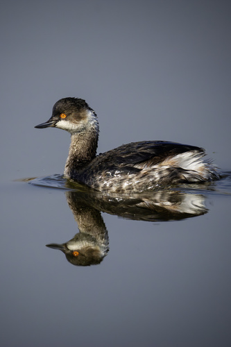 iNaturalist: (c) Дмитрий К, some rights reserved (CC BY-NC), uploaded by Дмитрий К iNaturalist image