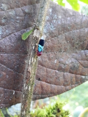 Amblyscarta opulenta