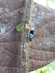 Amblyscarta opulenta