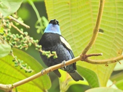 Stilpnia cyanicollis