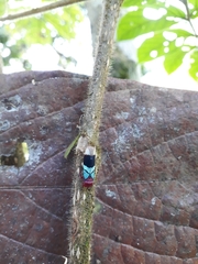 Amblyscarta opulenta