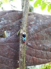 Amblyscarta opulenta