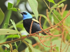 Stilpnia cyanicollis